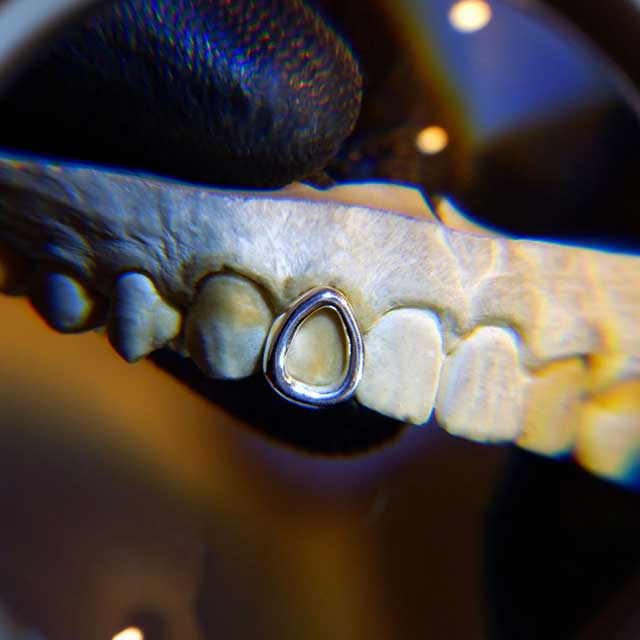 DATUWRKS custom grillz gallery showcase 16